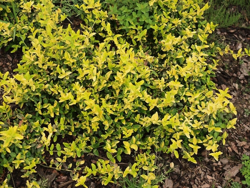 Euonymus fortunei 'Sheridan Gold'